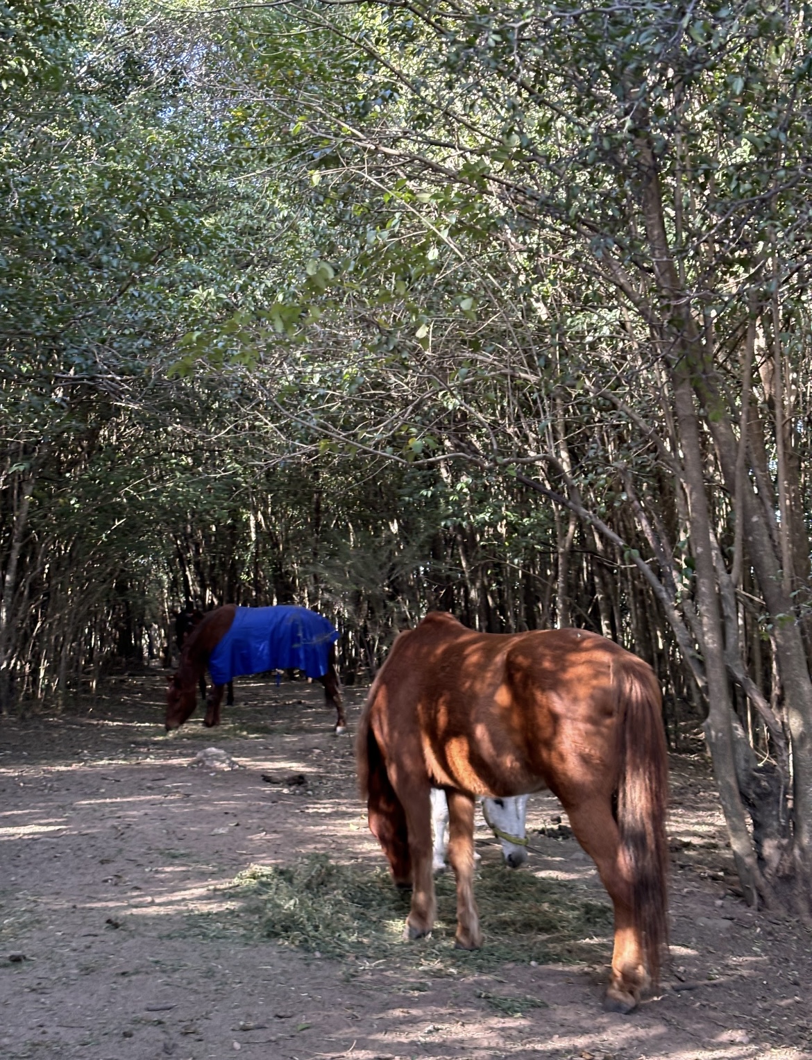 Cabalgata guiada en Caballos del Viento